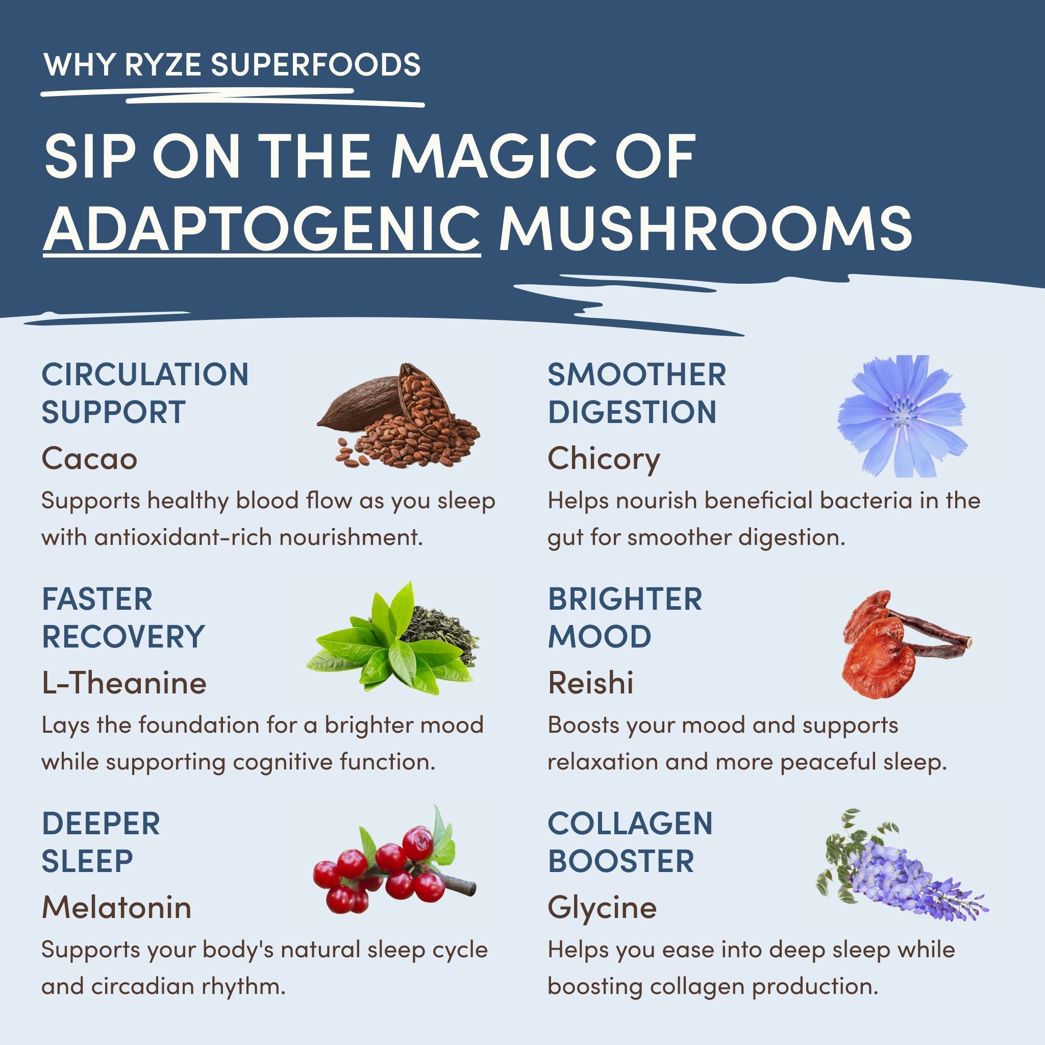 Mushroom Hot Cocoa (20 servings) - Superfood Routine