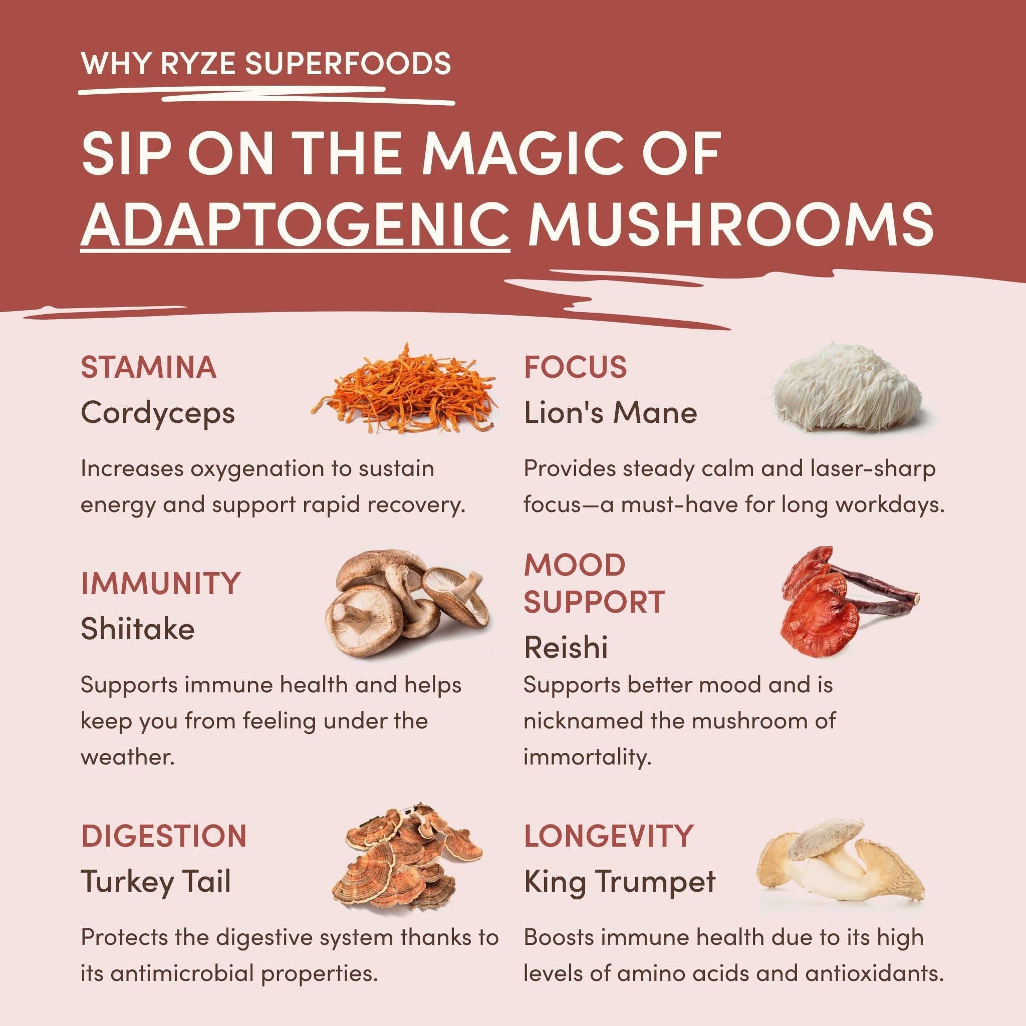 Mushroom Chicory (30 Servings) - Rise and Sip